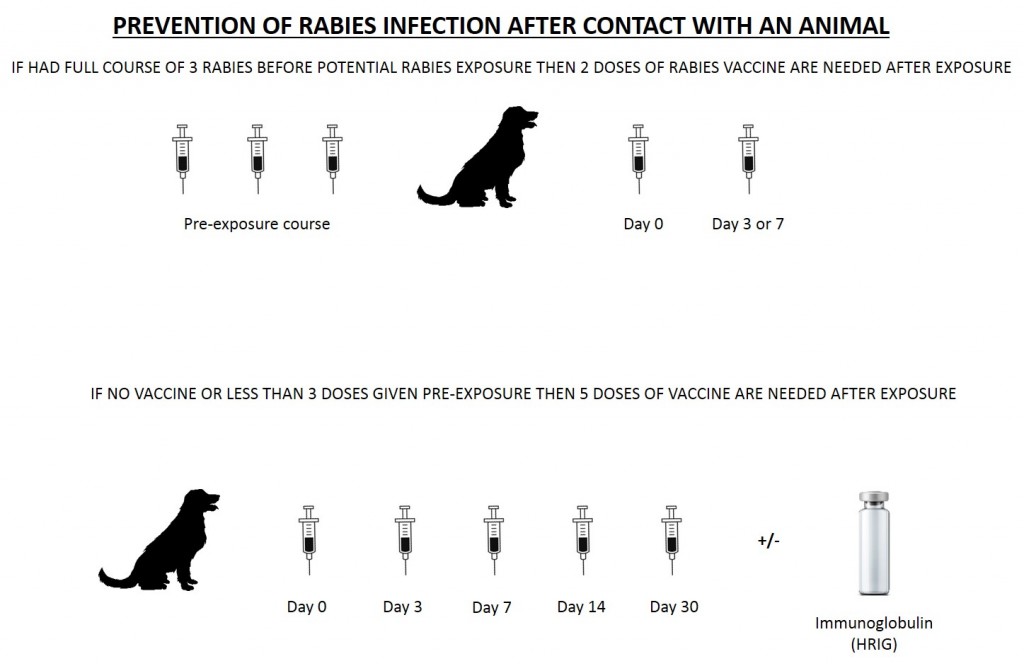 Fangs For The Memory A Guide To Rabies Post Exposure Treatment   Rabies Pre Exposure 1024x666 