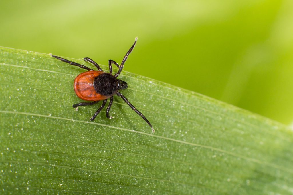 Castor Bean Tick Ixodes Ricinus Sussex Travel Clinic castor-bean-tick-ixodes-ricinus-sussex-travel-clinic